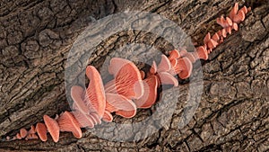 4K Time Lapse of pink Oyster mushrooms growing on old bark