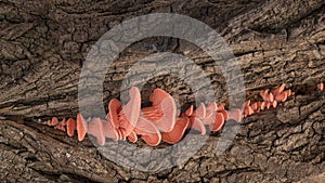 4K Time Lapse of pink Oyster mushrooms growing on old bark