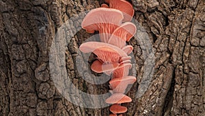 4K Time Lapse of pink Oyster mushrooms growing on old bark