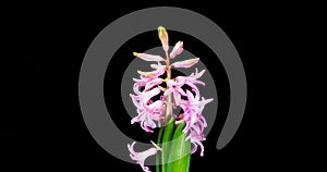 4K Time Lapse of turns and opening pink Hyacinth flower, isolated on black background. Time-lapse of opening flower buds