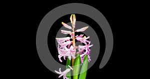 4K Time Lapse of turns and opening pink Hyacinth flower, isolated on black background. Time-lapse of opening flower buds