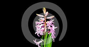 4K Time Lapse of turns and opening pink Hyacinth flower, isolated on black background. Time-lapse of opening flower buds