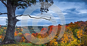 4K Timelapse of the autumn landscape with oak tree. Colorful foliage in the fall park.