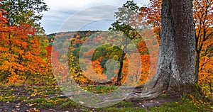 4K Timelapse of the autumn landscape with oak tree. Colorful foliage in the fall park.