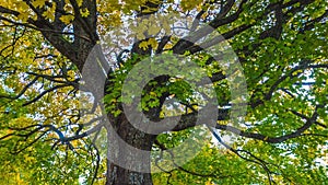 4K Timelapse of the autumn landscape with oak tree. Colorful foliage in the fall park.