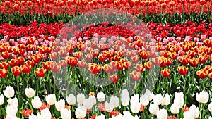 4k timelapse of blooming colorful tulips.