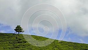 4K Timelapse of lonely tree at tea plantation Cameron Highland. Pan right effect