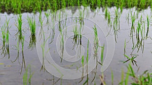 4K timelapse video of paddy field while waterlogged