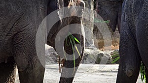 4K, Two asian elephants without tusk are eating grass. Asiatic elephant Zoo