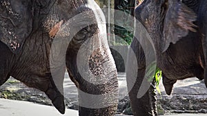 4k, two asian elephants without tusk are eating grass. Asiatic elephant zoo