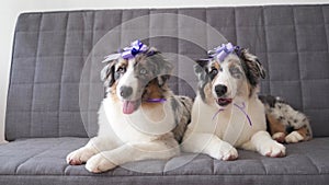 4k. Two cute Australian blue merle shepherd puppy dog ribbon. Happy birthday