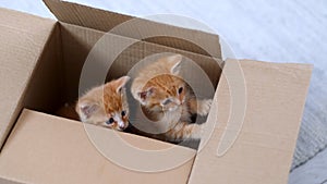 4k Two Ginger little kittens playing at home. Curious playful funny striped red cats hidden inside box, climbed high on