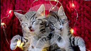4k Two striped kittens sleeping with Christmas lights on red. Cats lying on back. Holidays and relax