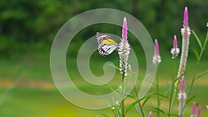 4K UHD 2160p Thai butterfly in nature flowers Insect outdoor nature