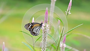4K UHD 2160p Thai butterfly in nature flowers Insect outdoor nature
