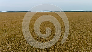 4K UHD aerial drone footage, overflying a wheat field