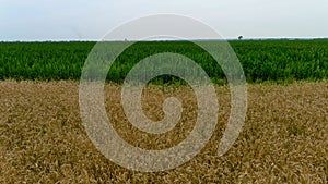 4K UHD aerial drone footage, overflying a wheat field