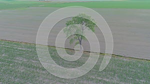 4K, UHD drone orbit around an isolated tree