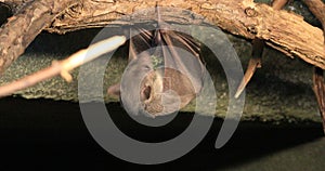 4K UltraHD Egyptian Fruit Bat, Rousettus aegyptiacus eating