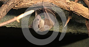 4K UltraHD Egyptian Fruit Bat, Rousettus aegyptiacus feeding