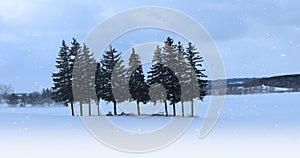 4K UltraHD Evergreen grove in a snowy landscape
