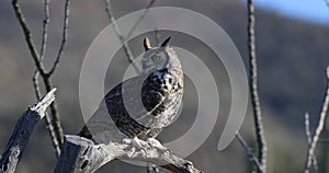 4K UltraHD Great Horned Owl, Bubo virginianus