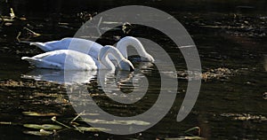 4K UltraHD Pair of Trumpeter Swan, Cygnus buccinator, feeding