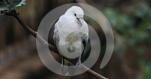 4K UltraHD Pied Imperial Pigeon, Ducula bicolor
