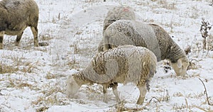 4K UltraHD Sheep in field in snow