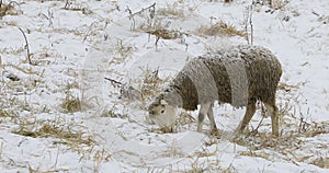 4K UltraHD Sheep in a snowy field