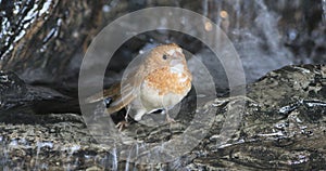 4K UltraHD Society Finch, Lonchura striata domestica bathing