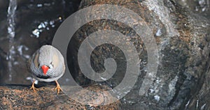 4K UltraHD Zebra Finch, Taeniopygia guttata near waterfall