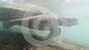 4k underwater footage of big green turtle swimming above coral reeef at ocean coast