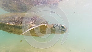 4k underwater video of big green turtle swimming at the coast of Sri Lanka in wildlife