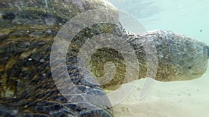 4k underwater video of camera moving around big green turtle swimming next to the shore