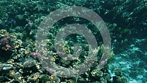 4k video of beautiful coral reefs on the sea bottom. Colorful fishes swimming around