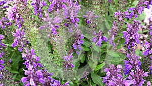 4k video, beautiful purple sage flowers on a flower bed in the garden on a bright sunny summer day, close-up