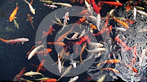 4k video of beautiful red, orange, golden and white koi carps swimming in pond. Perfect tranquil background or backdrop