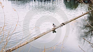 4K video of a bird resting on a log at Alte Donau lake in Austria, Vienna.
