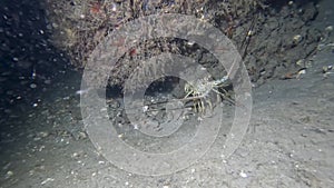 4k video of a Caribbean Spiny Lobster (Panulirus argus) in Florida