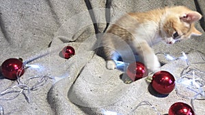 4K video with Christmas and New Years young cat.