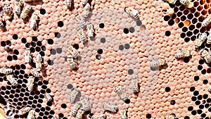 4k video of  close up of the bees on honey comb in bee hive.
