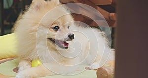 4k video, close up brown Pomeranian round funny face in home. cute puppy pet with happy tongue face. adorable sleepy mini dog yawn