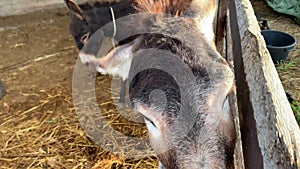 4k video Close-up of happy donkeys looking at the camera.