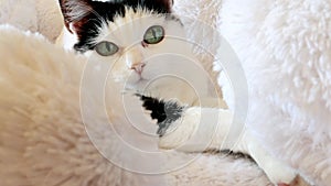 4k, video, Cute black and white domestic cat lying on a bed with a white fur blanket looking at the camera. The concept