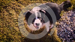 4K video of the dog is spinning round. The dog plays and rotates in a circle at sunset on the garden