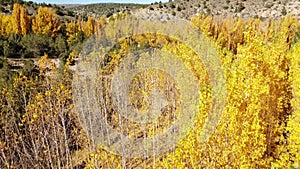 4K video flight over turned yellow Poplars in autumn in Albarracin mountains in Teruel province in Aragon, Spain