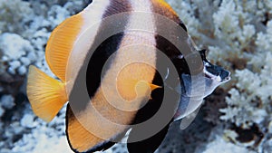 4k video footage of a Red Sea Bannerfish Heniochus intermedius in Egypt