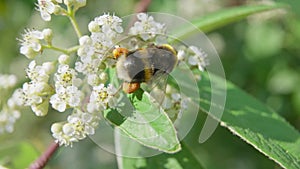 4k Video of honey bee pollinating flower