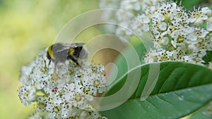 4k Video of honey bee pollinating flower